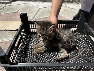 кошка домашный: 1 месяц, Мальчик — 2