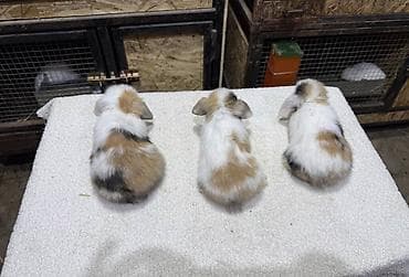 собака маленькая: Мини-лоп (Mini Lop) крольчата, сплит-окрас “мармелад” и другие — 3
