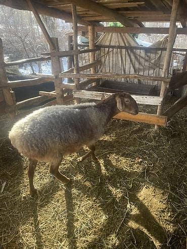 Продаю | Овца (самка) | Эдильбаевская, Арашан | Для разведения | Котные, Ярка — 2