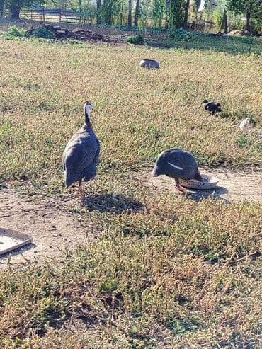 декоративные кролик: Цысарки 5штук — 1