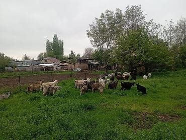 бараны продажа: Продаю | Коза (самка), Козёл (самец), Козлёнок | Полукровка | На забой, Для разведения | Племенные — 8