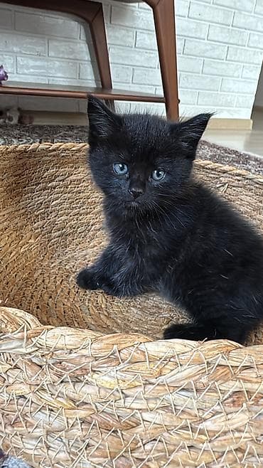 кошка домашний: Котята от британской кошки (на фото мама). Особенности: - — 4