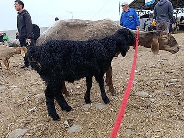 быки швиц: Продаю | Овца (самка) | Для разведения | Матка — 3