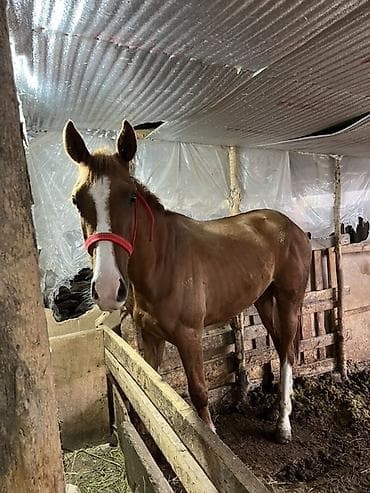 собаки бишкек купить: Продаю | Жеребец | Дончак | Для разведения — 1