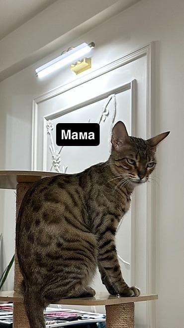 котят в хорошие руки: Срочно продается бенгальские котёнки остались мальчик и девочка — 4