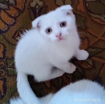 кошки мальчик: Шотландские котята (скоттиш‑фолд) - Окрас: белый и голубой (серый) - — 3
