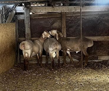 веслоухая кошка: Продаю | Баран (самец) | Арашан | Для разведения | Племенные — 3