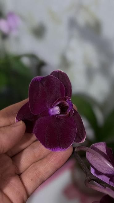 кой сойобуз: Орхидея Phalaenopsis (разные окраски, мини и стандарт) - Сортовая — 2