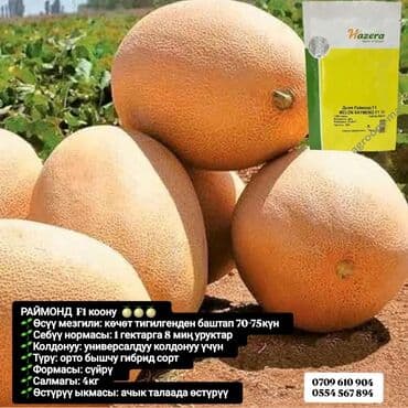 продам мясо: Семена овощей: Помидоры, Огурцы, Лук, Самовывоз, Бесплатная доставка, Платная доставка — 9