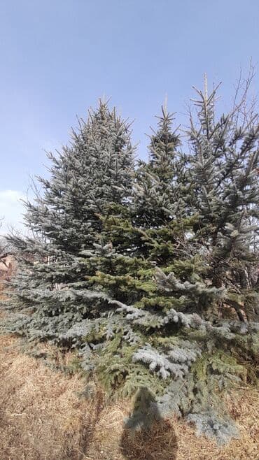 грабли с черенком цена бишкек: Голубой ел #Ёлки — 2