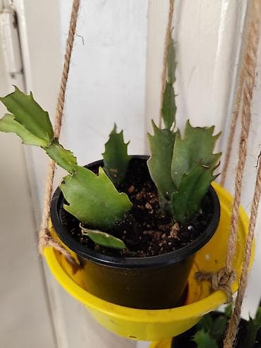 декабрист цветок цена: Алоэ Вера детки и алоэ столетник, для красоты, для лечения — 7