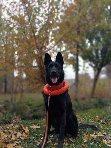 немецкая овчарка собака: Ит бекер берилет: Немис овчаркасы, 8 айлык, Эркек, Эмделген — 13