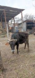 сельскохозяйственные животные продажа: Продаю | Корова (самка) | Алатауская | Для разведения | Стельные, Нетель — 4