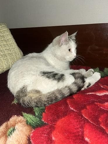 подать обьявление: 🩷 Отдам в добрые и заботливые руки 🩷 Малышка, 7 месяцев — 4