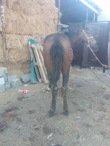 пудель карликовый цена: Продаю | Жеребец | Рабочий — 7