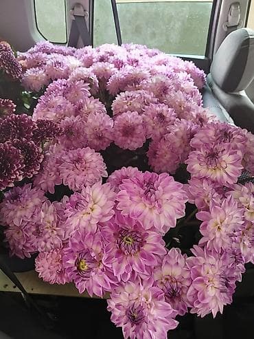 цвети: Георгины декоративные срезочные, сорт с крупными шаровидными бутонами — 1