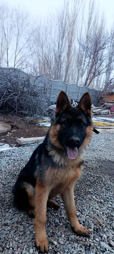 токмок собаки: Немис овчаркасы, 7 айлык, Эркек, Эмделген — 6