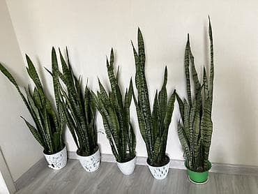 Сансевьерия (Sansevieria, «щучий хвост») и молочай Миля (Euphorbia