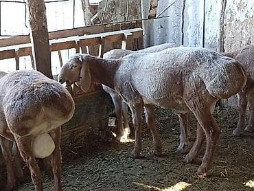 бекер иттер: Сатам | Кочкор (эркек) | Арашан | Союуга | Асыл тукумдуу — 3