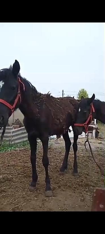 гуси мамуты купить: Продаю | Жеребенок — 1