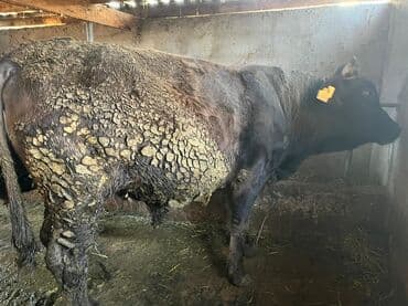 племенные коровы молочные купить: Продаю | Бык (самец) | На откорм | Племенные — 10