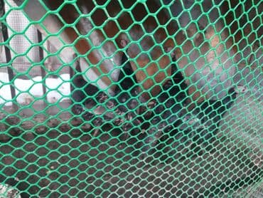 Күрптөр: Перепела в вольере. - Порода: домашние перепела (пятнистое оперение — 1