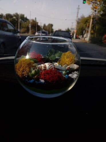 формы для льда: Сделайте необычный подарок. Подарите флорариум. Появившись в — 1