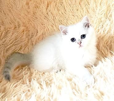 даром кошки: Скотиш Страйт (Шотландская прямоухая), 2 месяца, Девочка, Белый, Приучена к лотку — 6