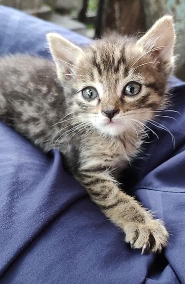 котенок бишкек: Кошка даром: Беспородная, 1 месяц, Мальчик — 1