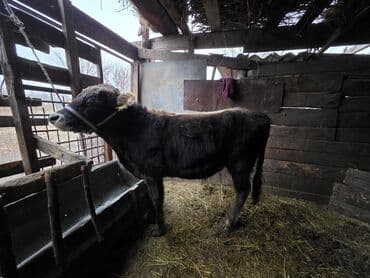 купить чистокровную немецкую овчарку: Продаю | Музоо, торпок | На откорм | Привязанные — 8