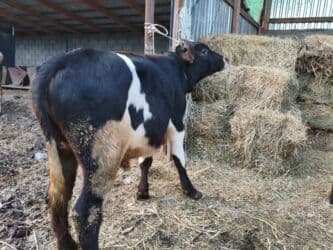 сколько стоит порода собаки доберман: Продаю | Бык (самец) | Герефорд, Алатауская | Для разведения, На откорм — 4