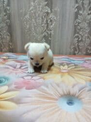 купить щенка французского бульдога: ЩенокЧихуа хуа, кремовый окрас - Пол: кобель - Примерный возраст — 4