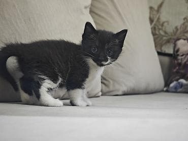 серые котята: Котята домашние, короткошёрстные. - Окрас: один сплошной серый — 8
