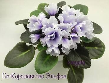 фиалки сортовые: В продаже детки сортовых фиалок .Район Тоголок — 9
