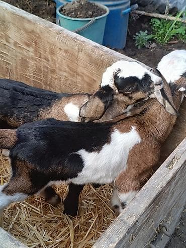 козу кочкор сатылат: Сатам | Улак | Нубий | Көбөйтүү үчүн | Асыл тукумдуу — 6