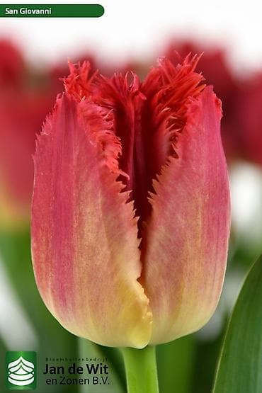 Гирлянды: Тюльпаны тепличного выращивания от производителя интересные цены - — 4