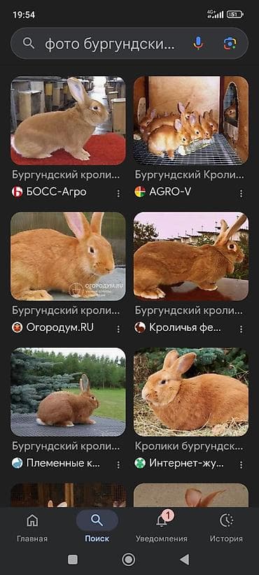 куплю крольчат: Продаю | Крольчата | Для разведения | Племенные — 5