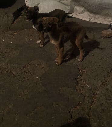 французский бульдог купить бишкек: Овчарка, 2 месяца, Самка — 18