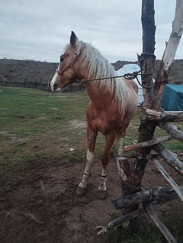 ыссык куле: Сатам | Байтал | Аргын | Жумушка — 2