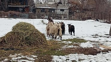 дойная коза: Продаю | Коза (самка), Козёл (самец), Козлёнок | Полукровка, Нубийская | На забой, Для разведения | Племенные, Осеменитель — 1