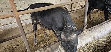 кой сойом: Продаю | Бык (самец) | Алатауская, Швицкая | На откорм, На забой, Для разведения — 3