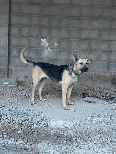 венгерская овчарка: Собака даром: Овчарка, 5 лет, Самка — 1