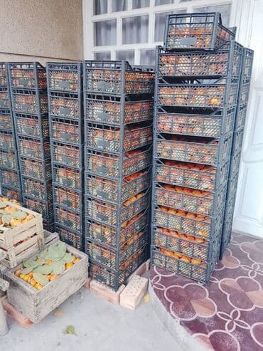 веник с совком цена бишкек: Хурма в ящиках - Сорт: хурма лепешка (не вяжет при полной — 15