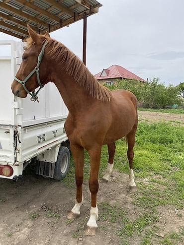 куплю конь: Продаю | Жеребец | Полукровка | Для разведения, Конный спорт — 1