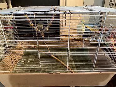 поставщики кормов для животных бишкек: Нимфа (корелла) светло-жёлтого окраса с хохолком и оранжевыми — 4