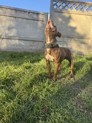 йоркширский терьер цена: Продаётся Пит Буль хороших кровей молодой горячий гейма вагон — 2