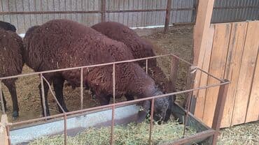 продажа кормов для сельскохозяйственных животных: Продаю | Овца (самка) | Арашан | Для разведения | Племенные, Котные, Осеменитель — 9