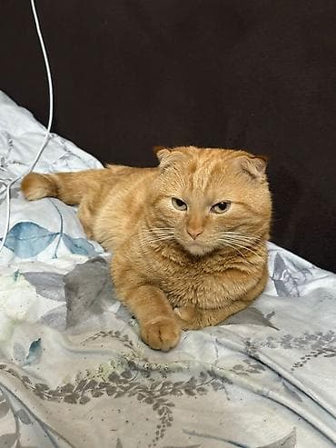 котик шотландский: Шотландский вислоухий кот, окраса «рыжий табби». Описание: - Породные — 4