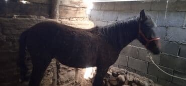 дома на колесах цена: Салам алейкум 1.2жаштык жылкы сатылат басы 150 мин суйлошу жол бар — 7