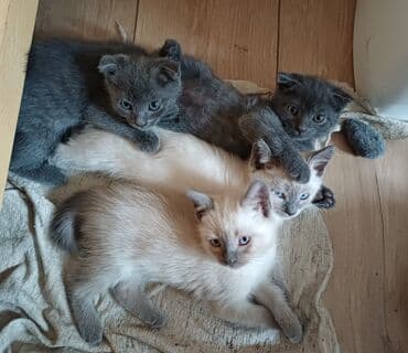 сиамский котенок: Мышык бекер берилет: Сиам, 3 айлык, Ургаачы, Аргын, Лотокко барууга үйрөтүлгөн — 3